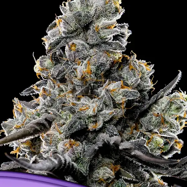 Violet Face Auto