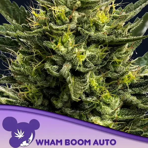 Wham Boom Auto