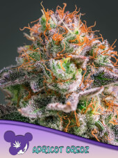 Apricot Oreoz