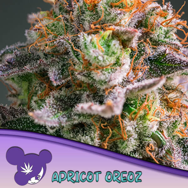 Apricot Oreoz