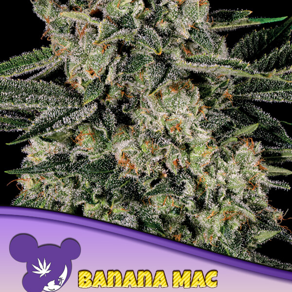 Banana MAC
