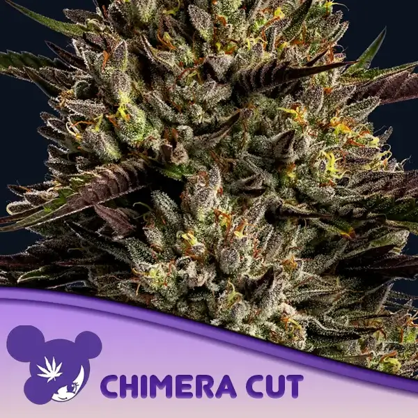 Chimera Cut
