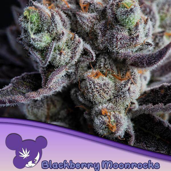 Blackberry Moonrocks