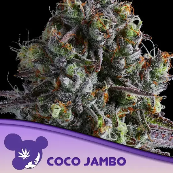 Coco Jambo