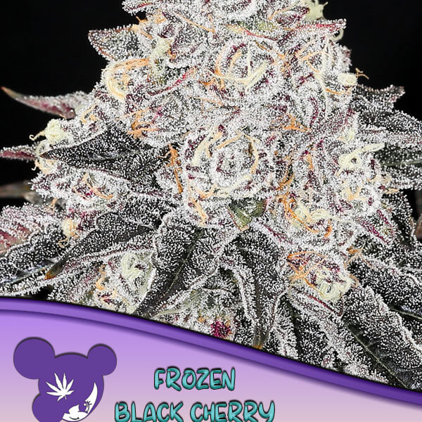 Frozen Black Cherry