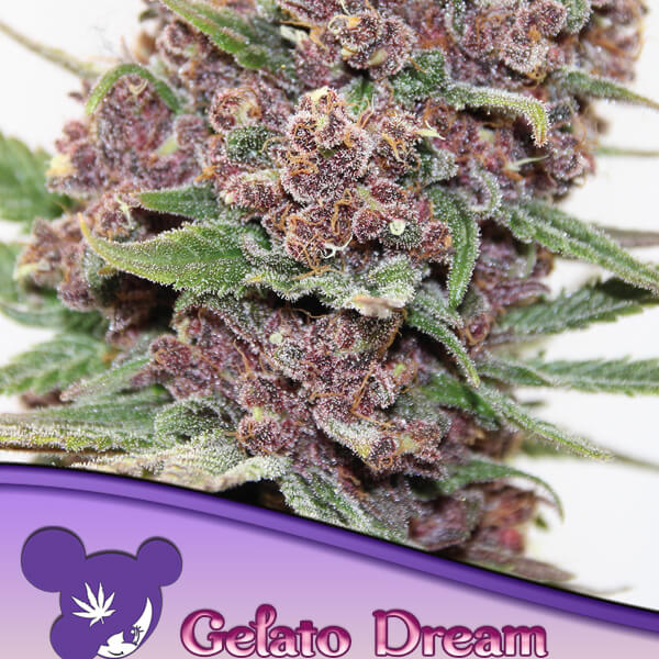 Gelato Dream