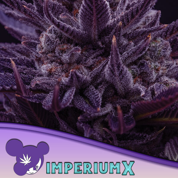 Imperium X