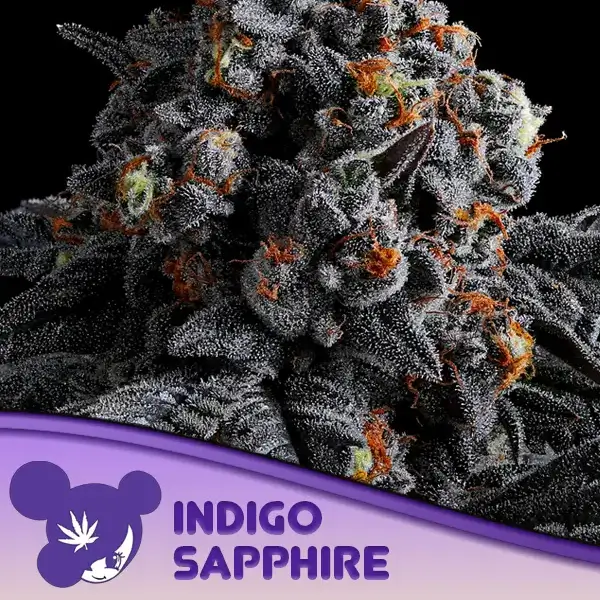 Indigo Sapphire