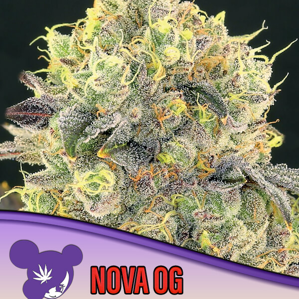 Nova OG