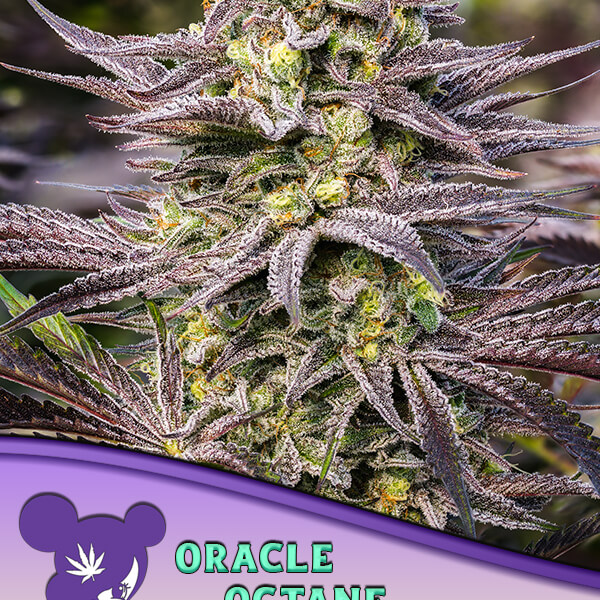 Oracle Octane