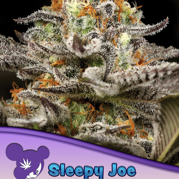 Sleepy Joe