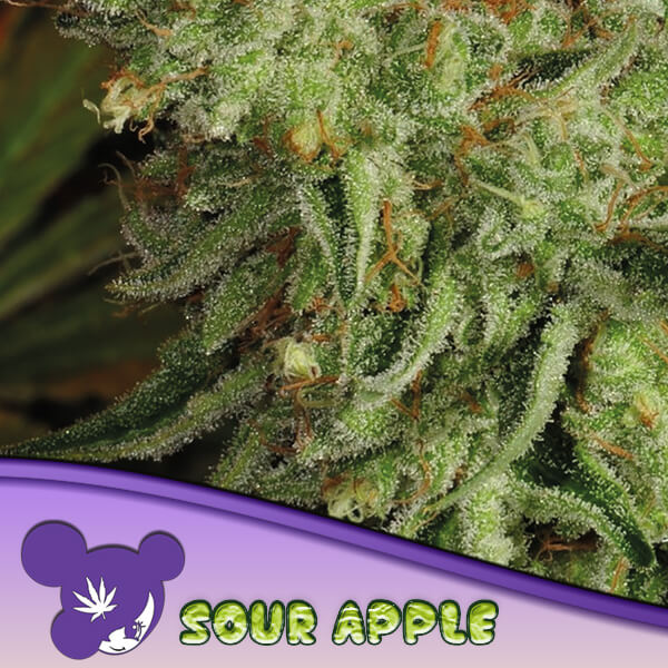 Sour Apple