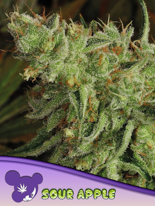Sour Apple: bank product photo, credit alchimiaweb.com, copyright status shown with credit copyright unverified