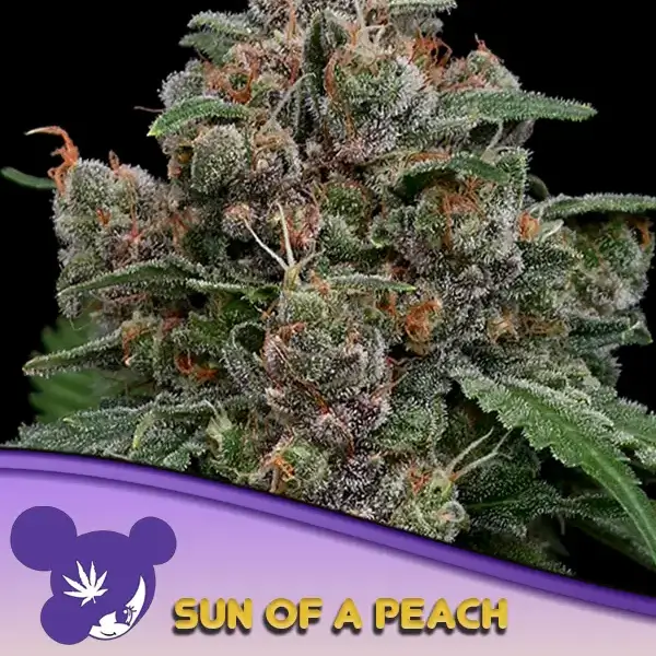 Sun of a peach