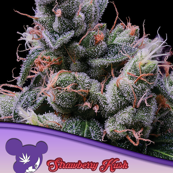 Strawberry Kush