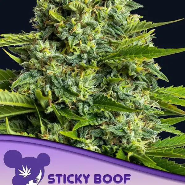 Sticky Boof