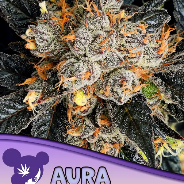 Aura