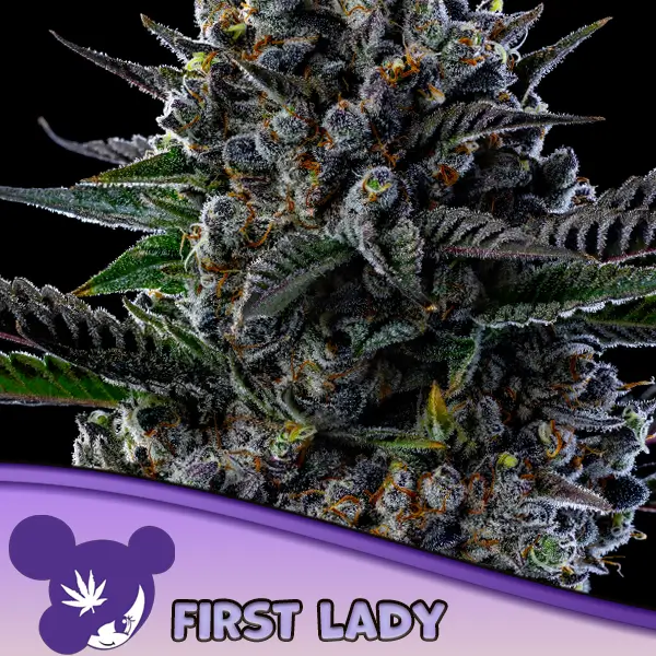 First Lady