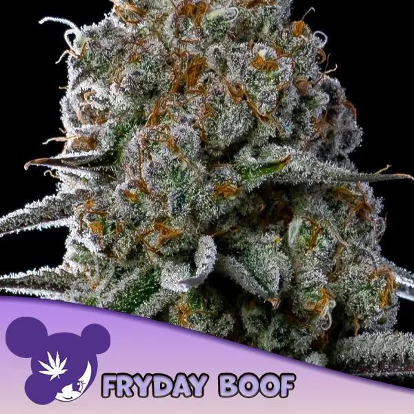Fryday Boof