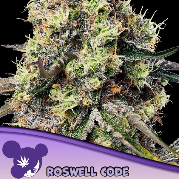 Roswell Code