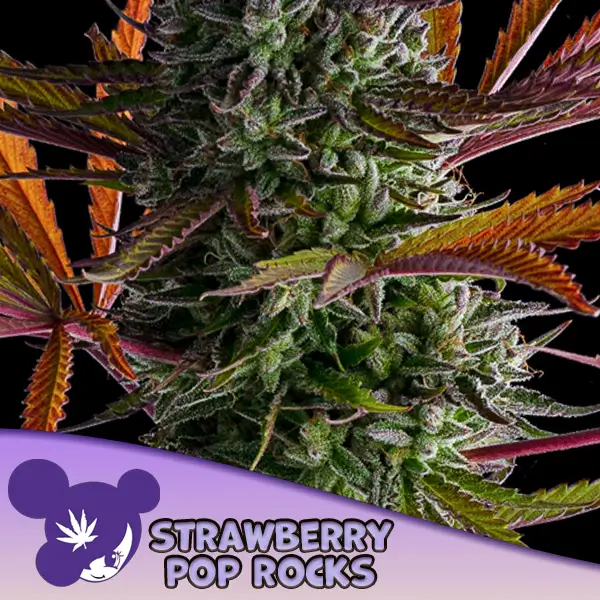 Strawberry Pop Rocks