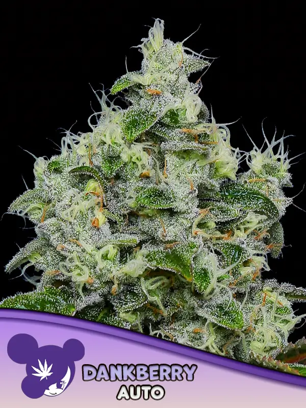 Dankberry Auto