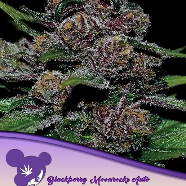 Auto Blackberry Moonrocks