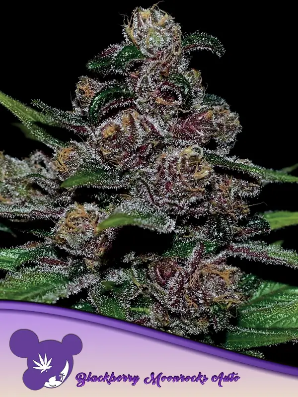 Blackberry Moonrocks Auto