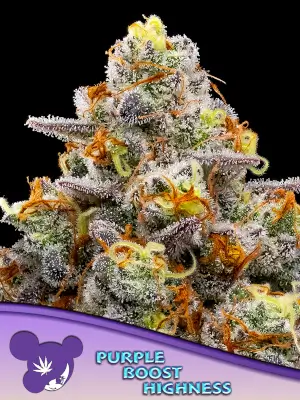 Purple Boost Highness