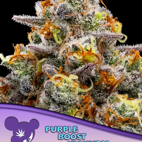 Purple Boost Highness