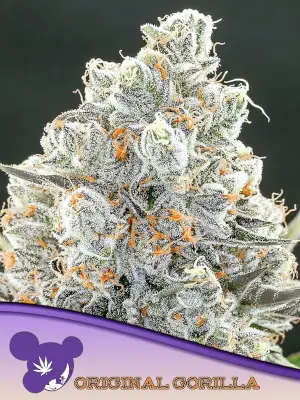 Original Gorilla #4