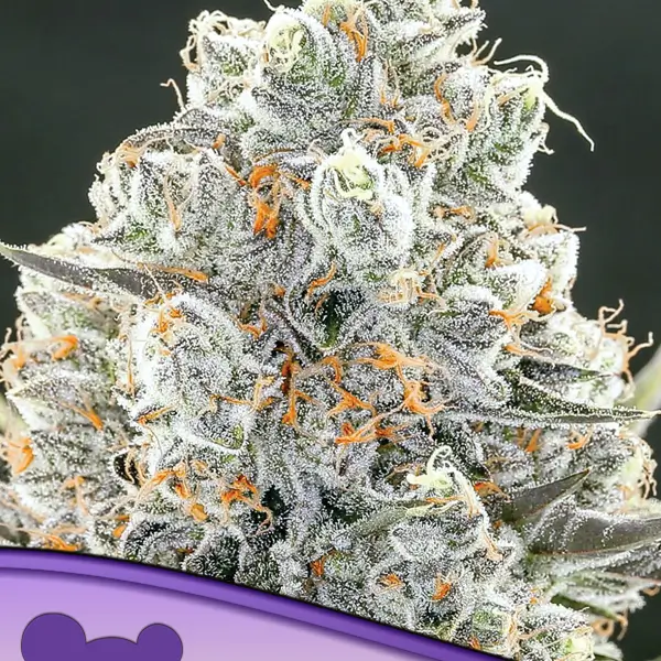 Original Gorilla #4