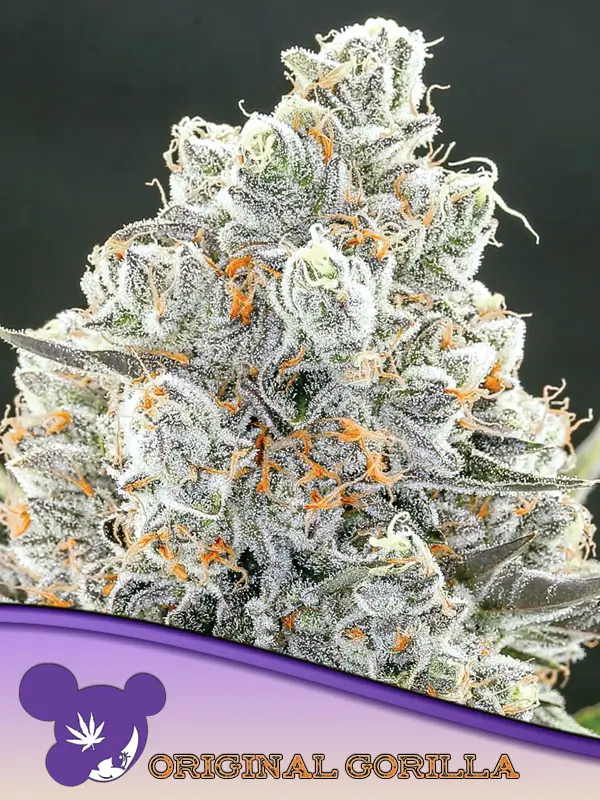Original Gorilla #4