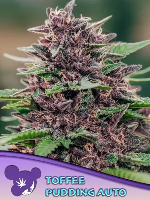 Toffee Pudding Auto