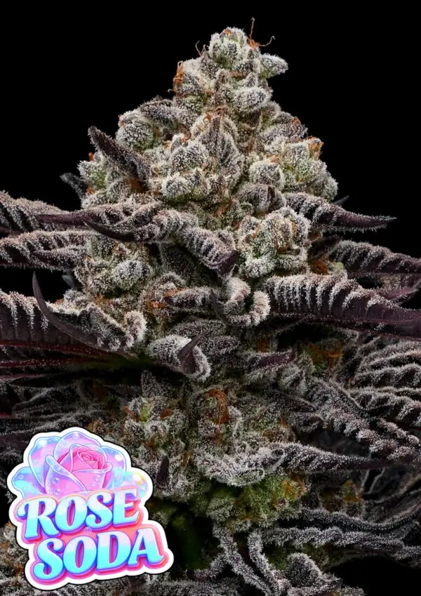 Rose Soda