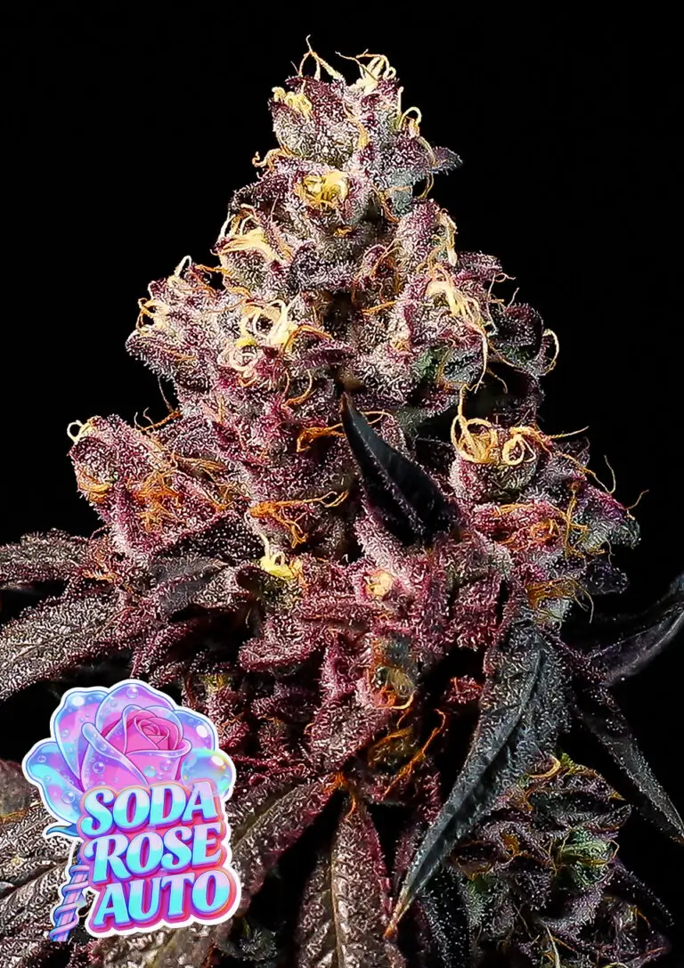 Soda Rose Auto
