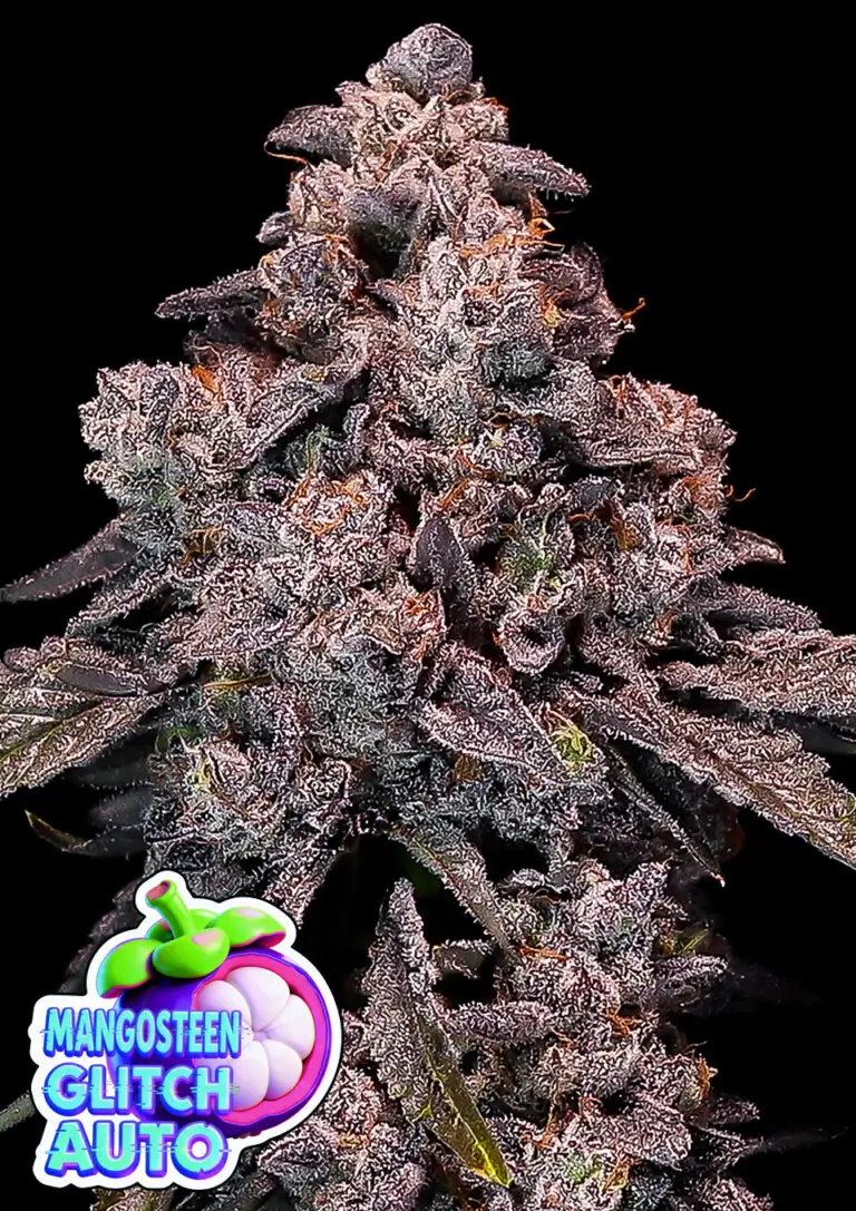 Mangosteen Glitch Auto