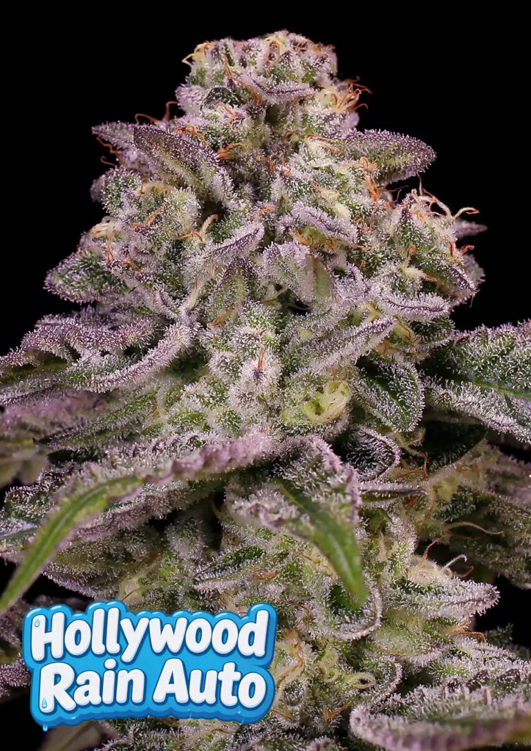Hollywood Rain Auto