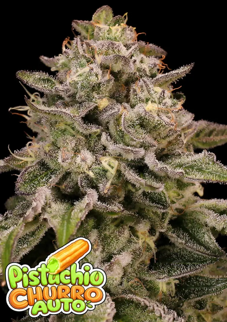 Pistachio Churro Auto