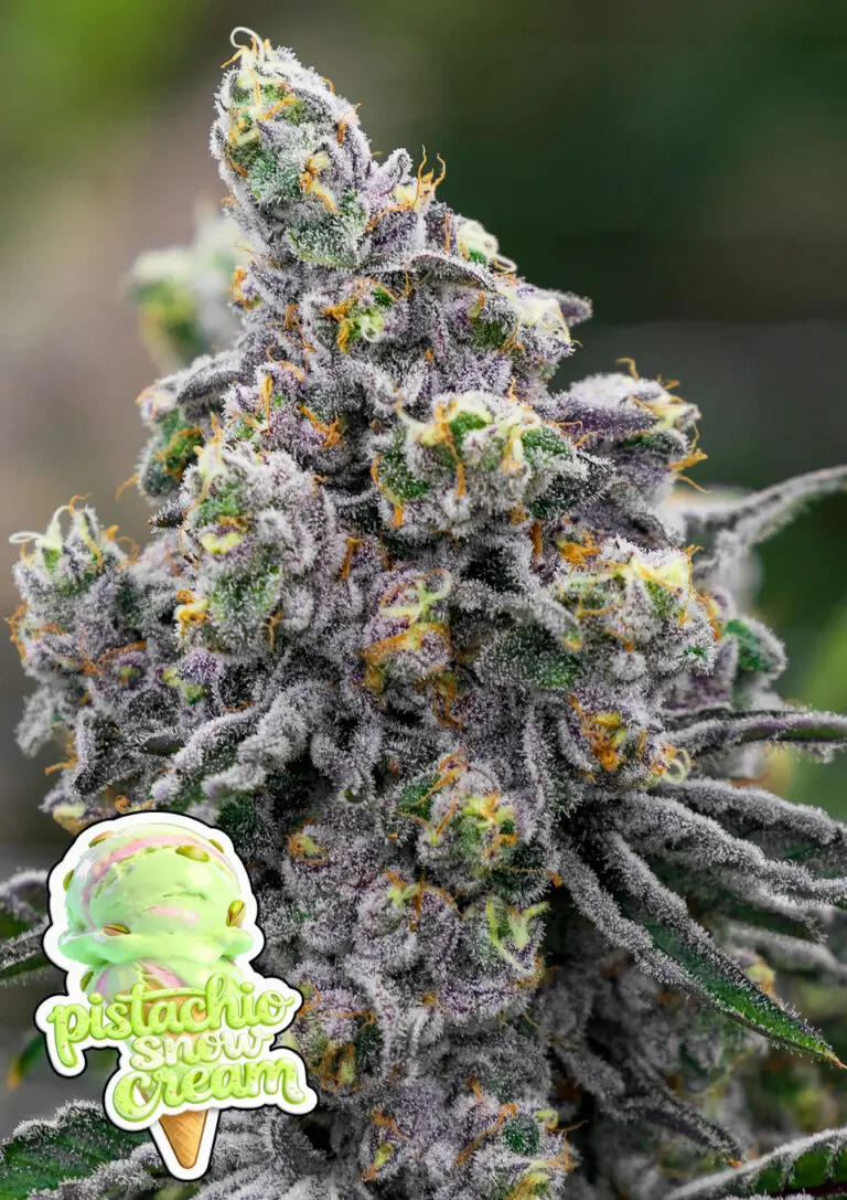 Pistachio Snow Cream