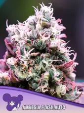 Amnesia Flash Auto