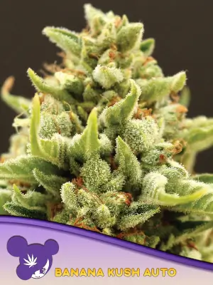 Banana Kush Auto