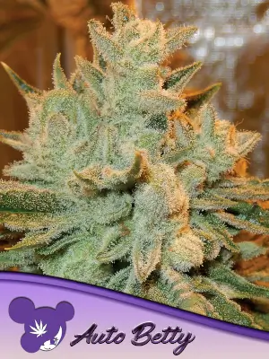 Auto Betty