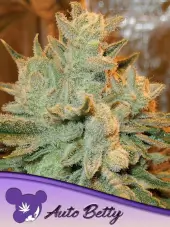 Auto Betty