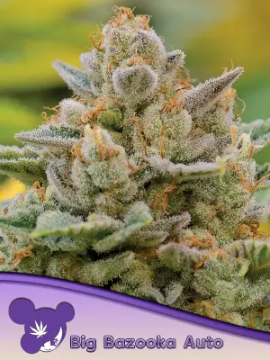 Big Bazooka Auto