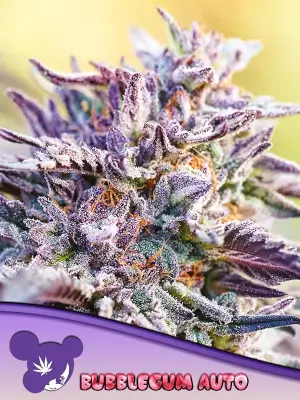 Auto BubbleGum