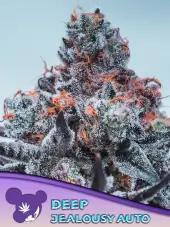 Deep Jealousy Auto
