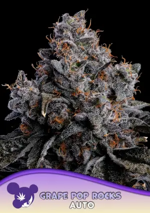 Grape Pop Rocks Auto