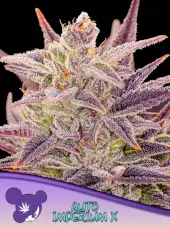 Imperium X Auto
