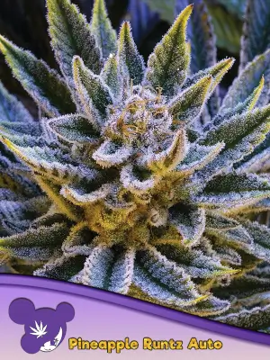 Pineapple Runtz Auto